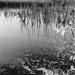 St Vincent Pond, Pennsylvania 2014