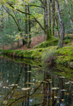 Woodland pool