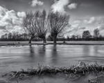 River Stour Willow - Flatford - Suffolk