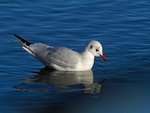 Black-headed Gull