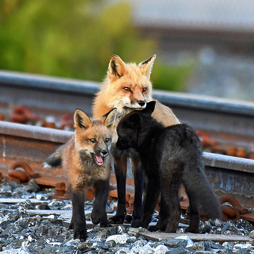 Red  Fox Vixen Vulpes vulpes with Kits