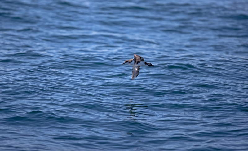 Manx Shearwater - Inner Hebrides - off the Isle of Mull