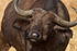 Buffalo close-up