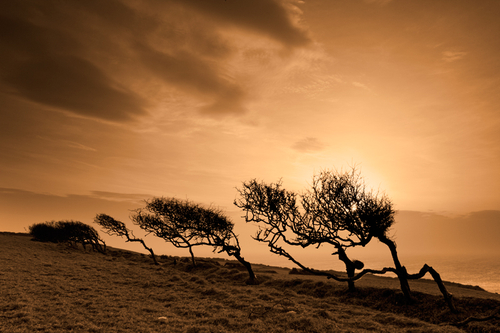 Tough and twisted Hawthorn Trees on the West Coast of the Isle of Man.