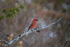 Pine Grosbeak