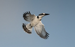 Pied kingfisher