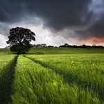 The Barley Field