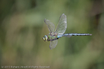Emperor Dragonfly (Anax imperator) male in flight