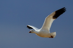 Adult Snow Goose in flight, Bosque del Apache, New Mexico