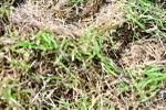 SBM_10135