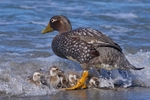 Falkland Steamer Duck and brood