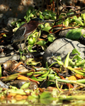 Green Heron on river bank, Costa Rica