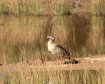 Africa-159