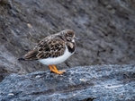 Turnstone