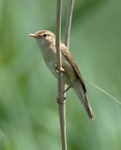 Marsh Warbler perched on a reed stem at Otmoor