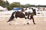 Class 419 - Best Maine and Tail - Jnr portfolio