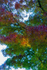 Autumn Foliage