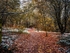 Wilsons Woods