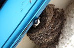 House Martin