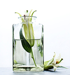 Lilly in a jar