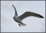 Herring Gull - Larus argentatus