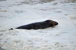 Atlantic Grey Seal