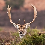 Animals-006