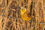 Yellowhammer portfolio
