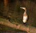 Cormorant