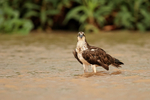 Osprey staring, Rio Sao Lourenco, Mato Grosso, Brazil