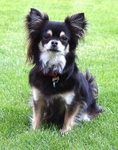 Chihuahua 2
