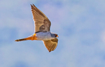 Male Red Footed Falcon