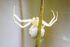 Crab spider