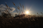 Winter Glow