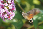 Hummingbird Hawkmoth
