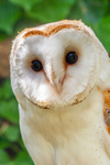 barn owl tyto alba-1270