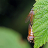 Snipe Fly (Rhagio) - mating pair