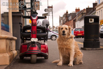 Dogs portfolio