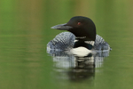 Common Loon, green water background, Minnesota