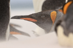 King Penguin sand-encrusted eye, Volunteer Point, Falklands