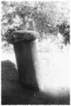 IR7