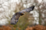 grey buzzard eagle geranoaetus melanoleucus-1117