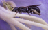 Chelostoma campanularum (f)
