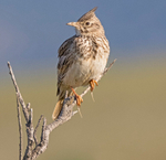 Crested Lark.