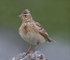Skylark