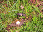 Grass Snake