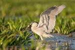 Night Heron