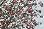 Waxwings