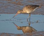 Bar-tailed Godwit - Limosa lapponica