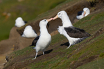 Black-browed Albatross